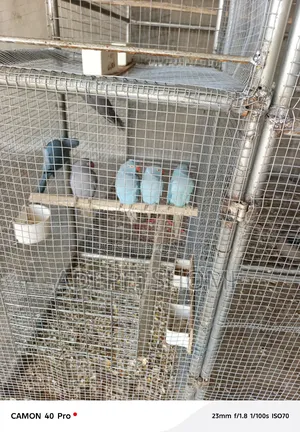 Foreign Ringnecks Parrots