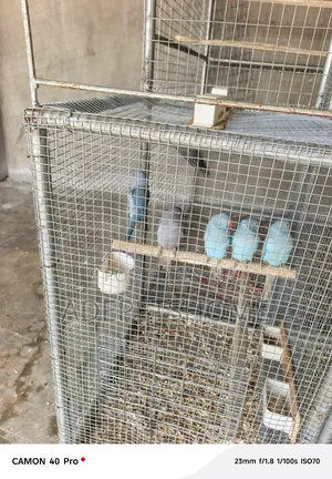 Foreign Ringnecks Parrots