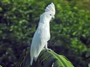 White Cockatoo