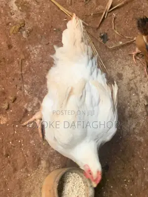 Big Chickens