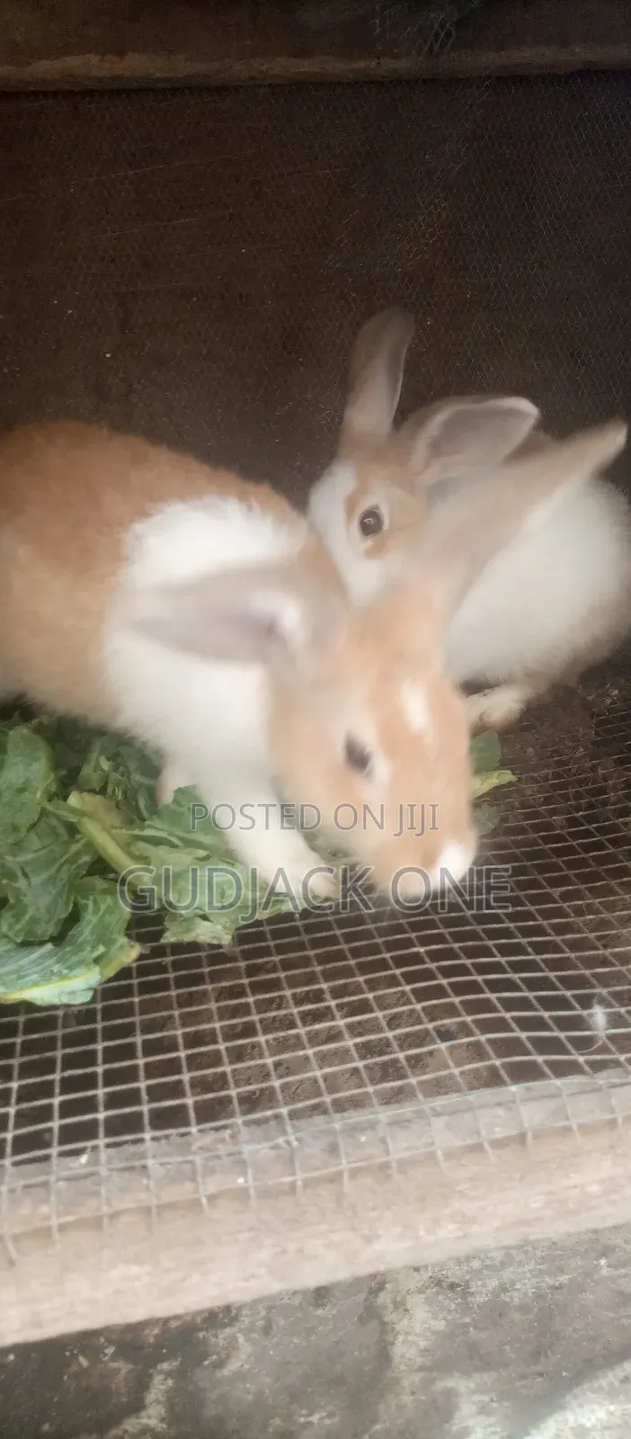 Quality Grower Rabbits for Sale! in Ipaja - Other Animals, Jackson ...