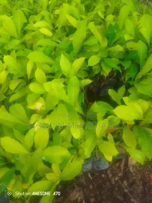 Sapele Wood Seedlings Entandrophragma Cylindricum