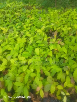 Healthy Treculia Africana (African Breadfruit Seedlings for Sale 