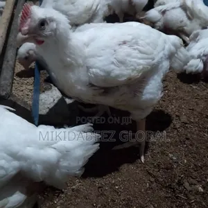 Mature Broilers For Sale