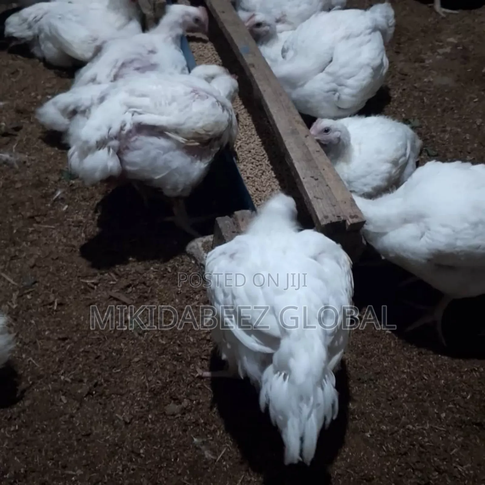 Mature Broilers For Sale