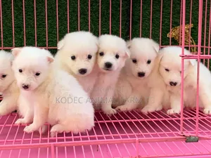 1-3 months Female Purebred American Eskimo