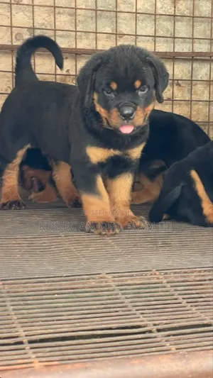 1-3 months Male Purebred Rottweiler