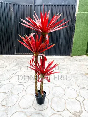 Modern Stunning Flowers