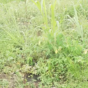 Well Located Joint Venture Land at Lekki