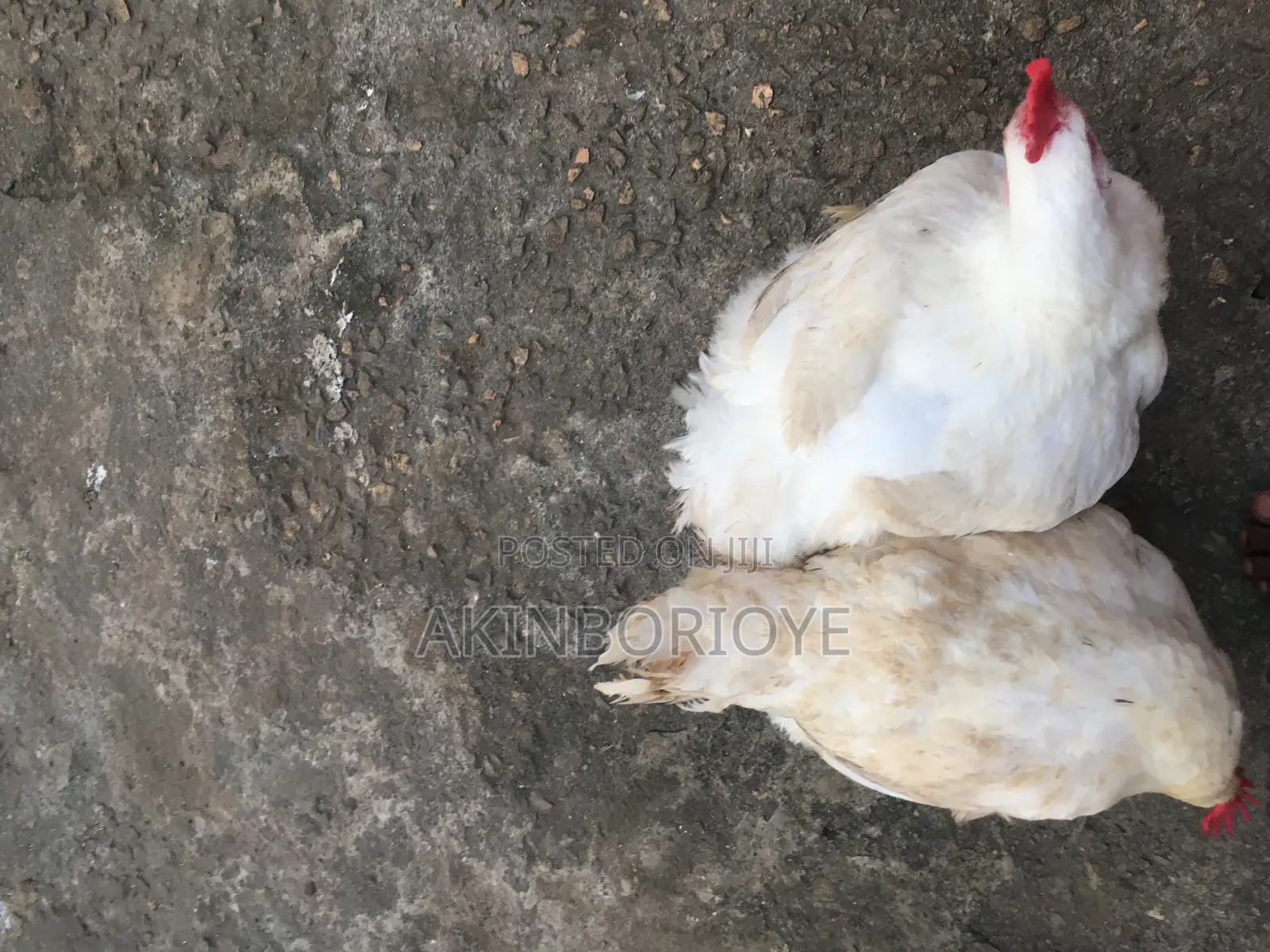 Broilers Chicken