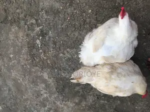 Broilers Chicken
