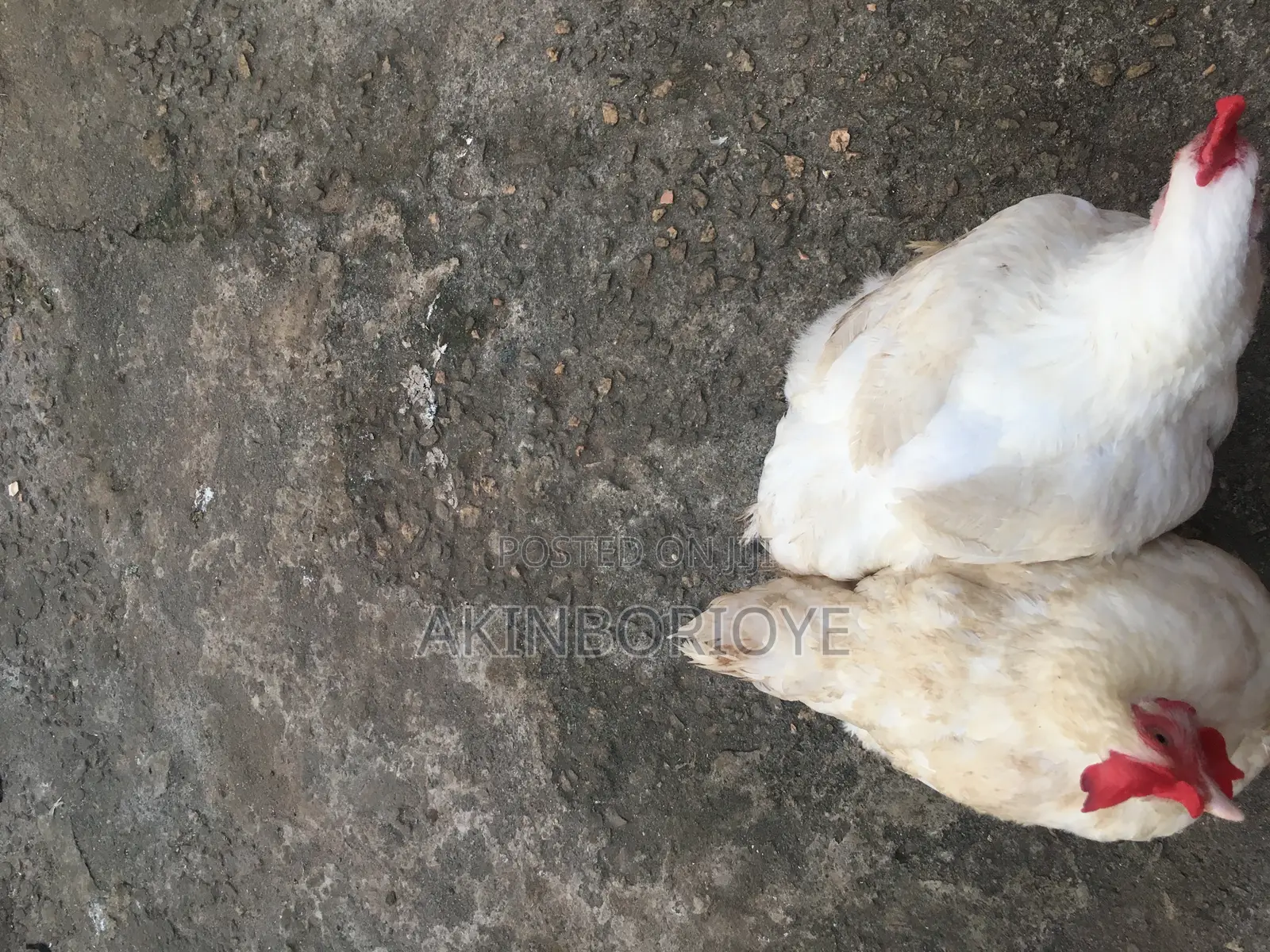 Broilers Chicken