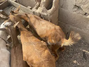 Healthy Red Hausa Goat for Sale