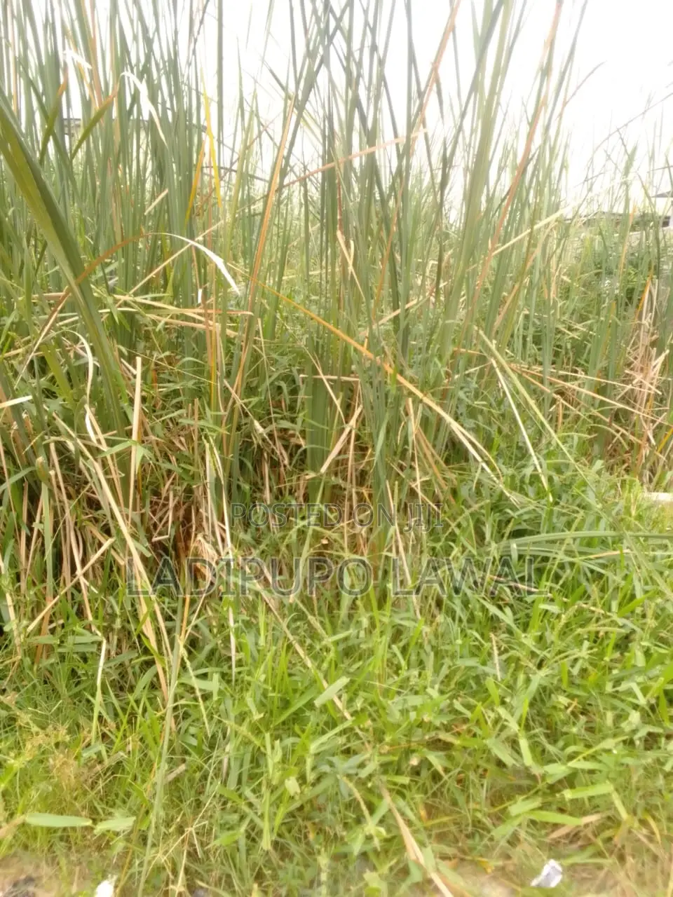 Half Plot of Land