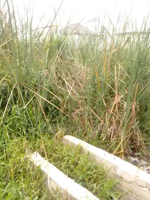 Half Plot of Land