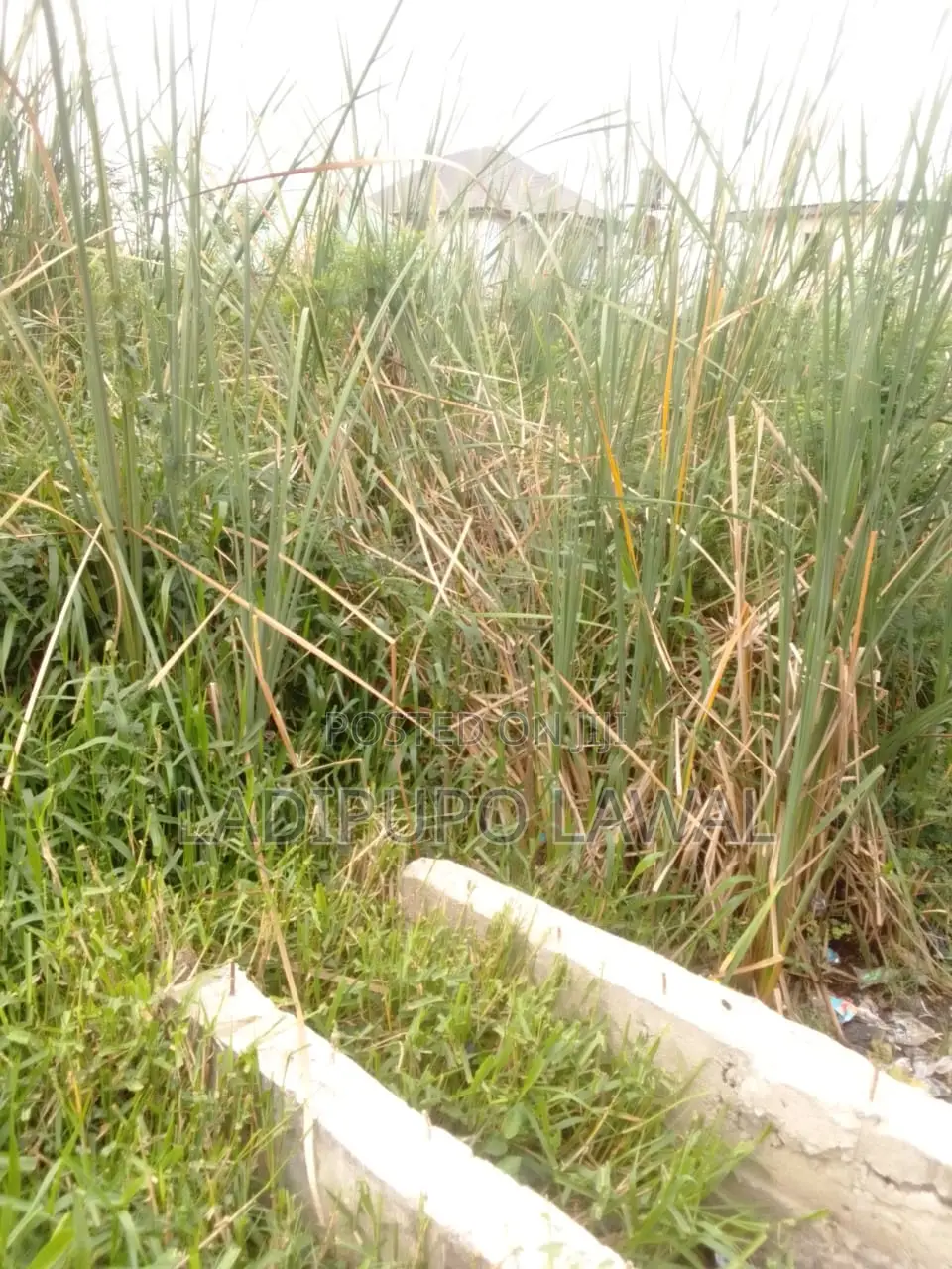 Half Plot of Land