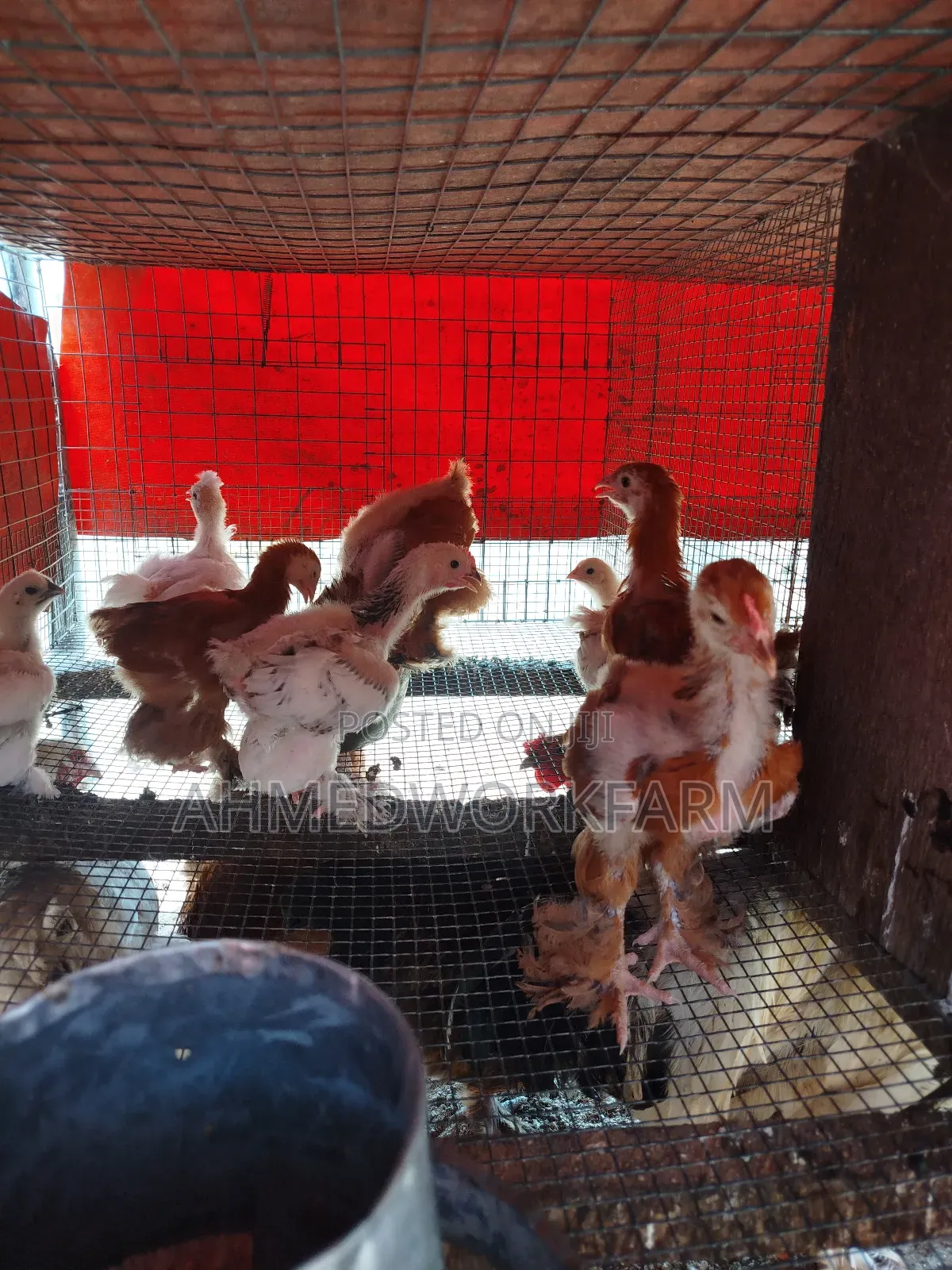 Brahma Chicks
