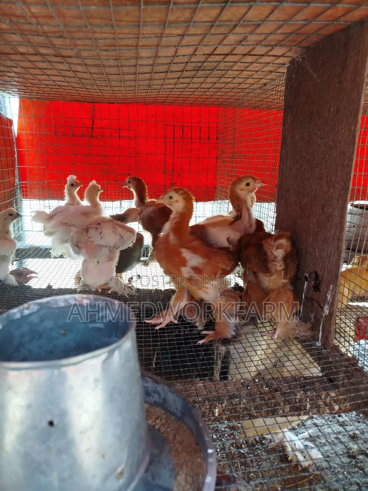 Brahma Chicks
