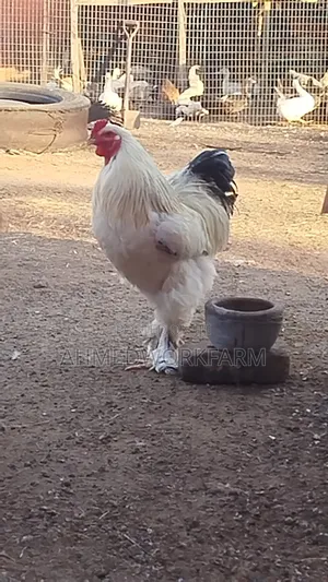 Brahma Chicken