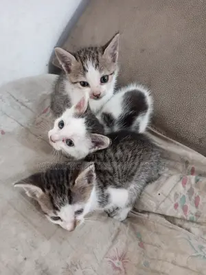 1-3 months Male Purebred American Shorthair
