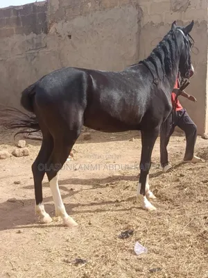 Male Horse