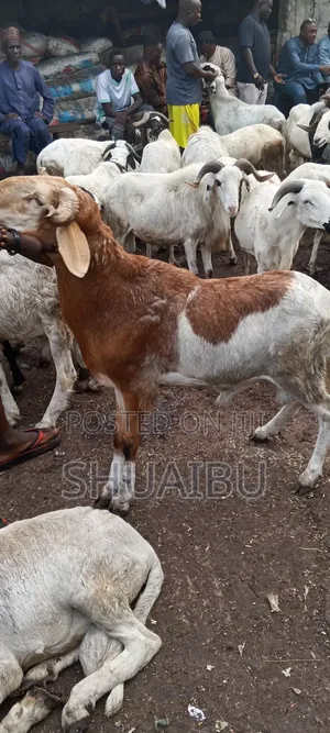 Life Goats Rams and Cows
