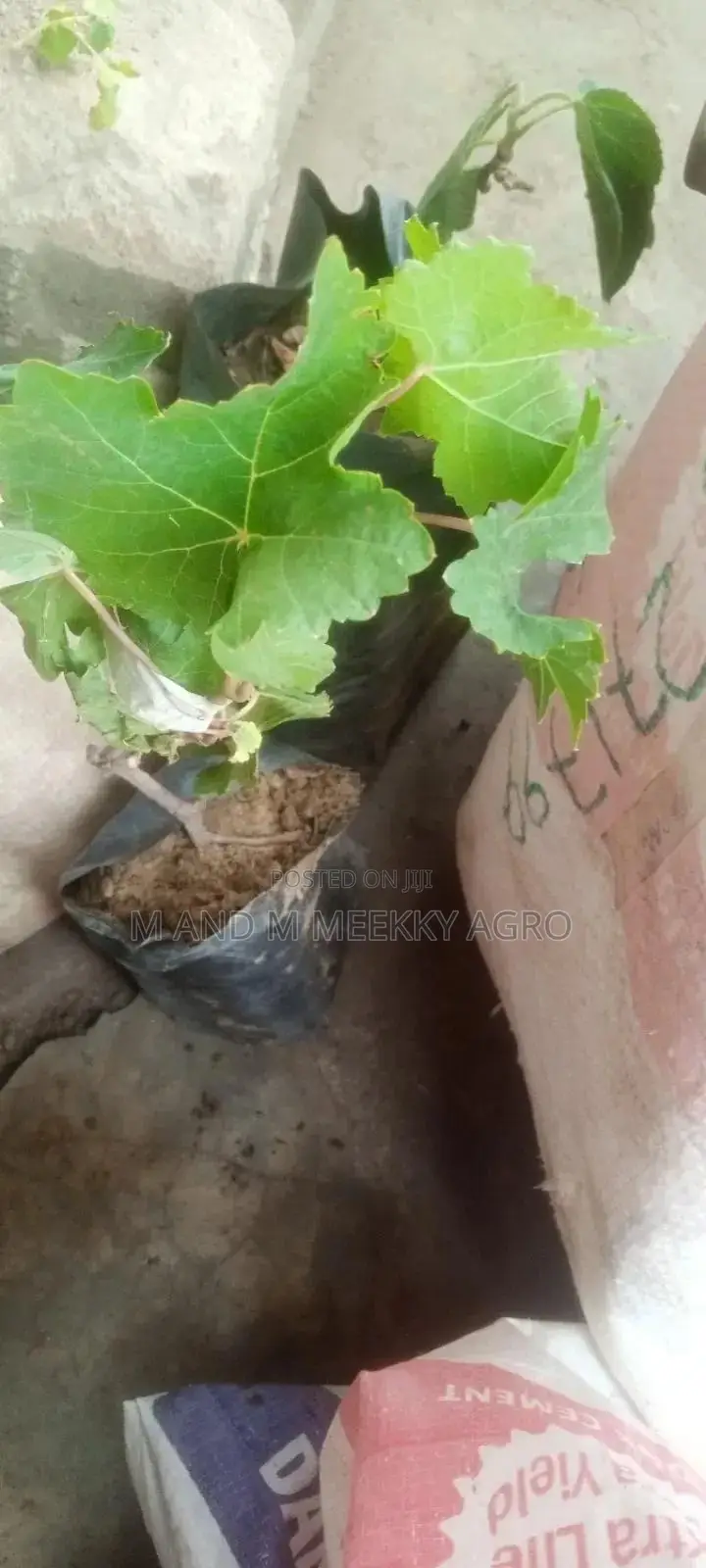 Fig Seedlings
