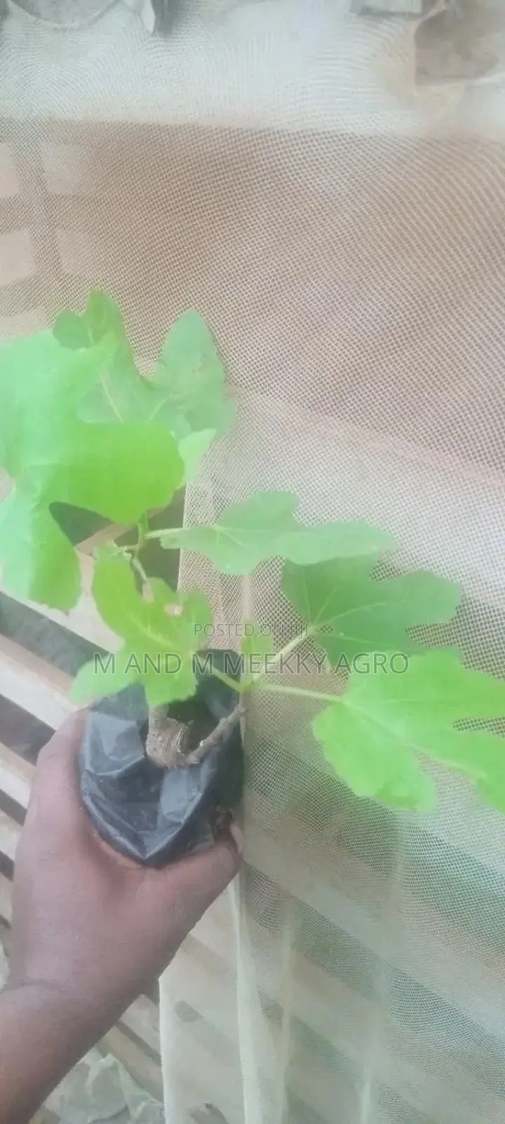 Fig Seedlings