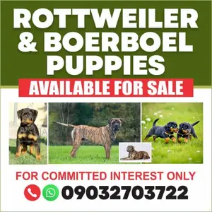 3-6 months Male Purebred Boerboel