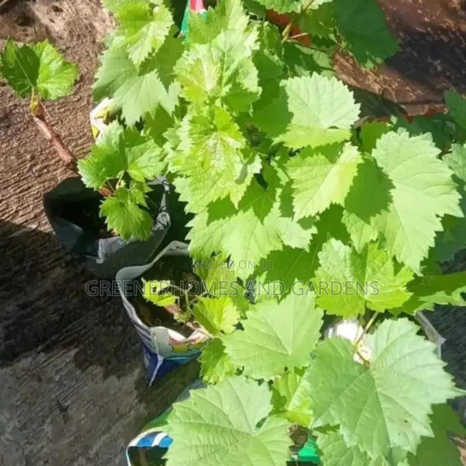 Grape Seedlings