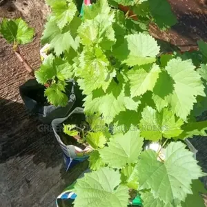 Grape Seedlings