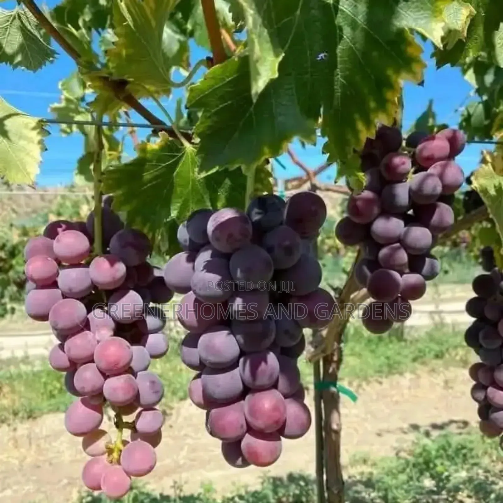 Grape Seedlings