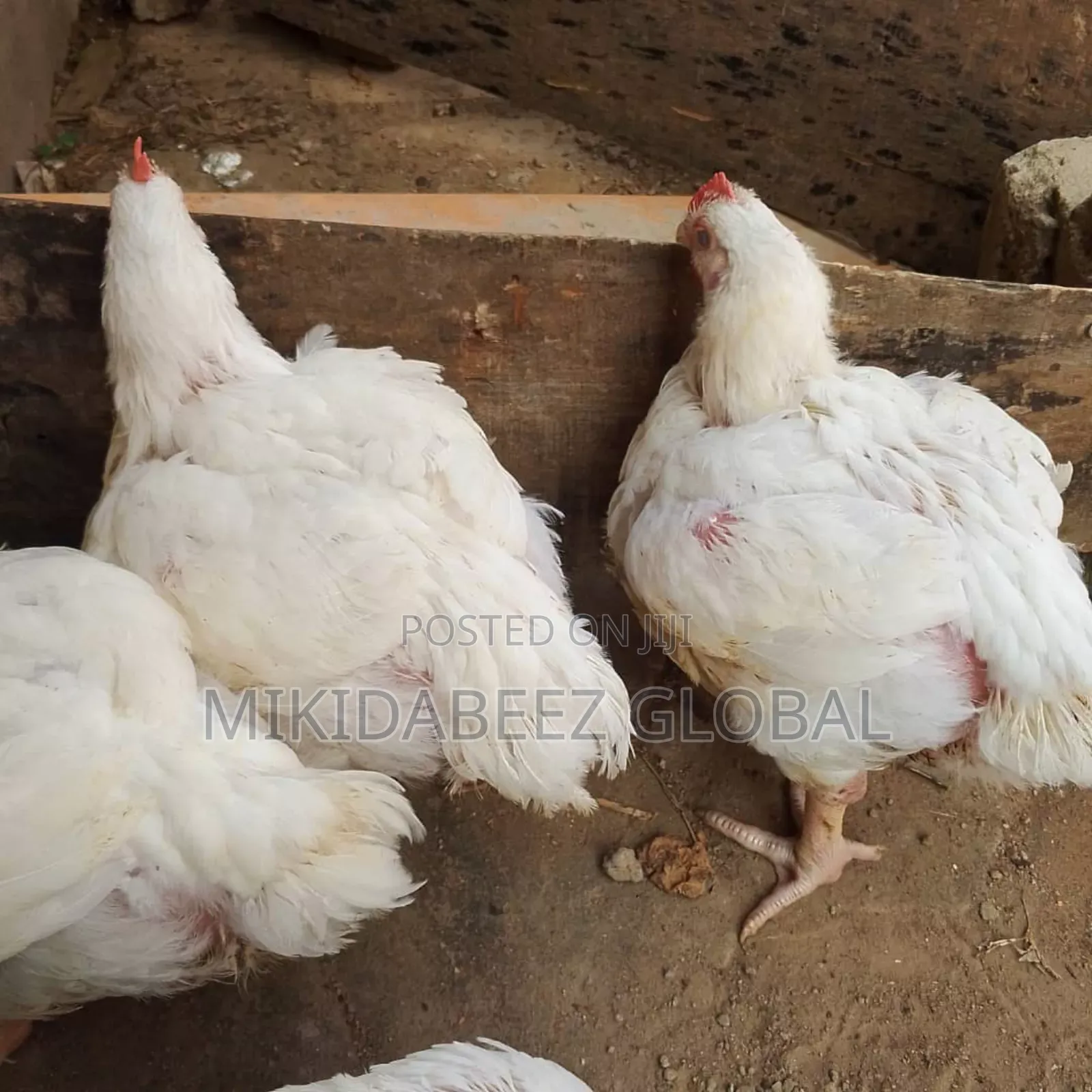 Mature Broilers For Sale