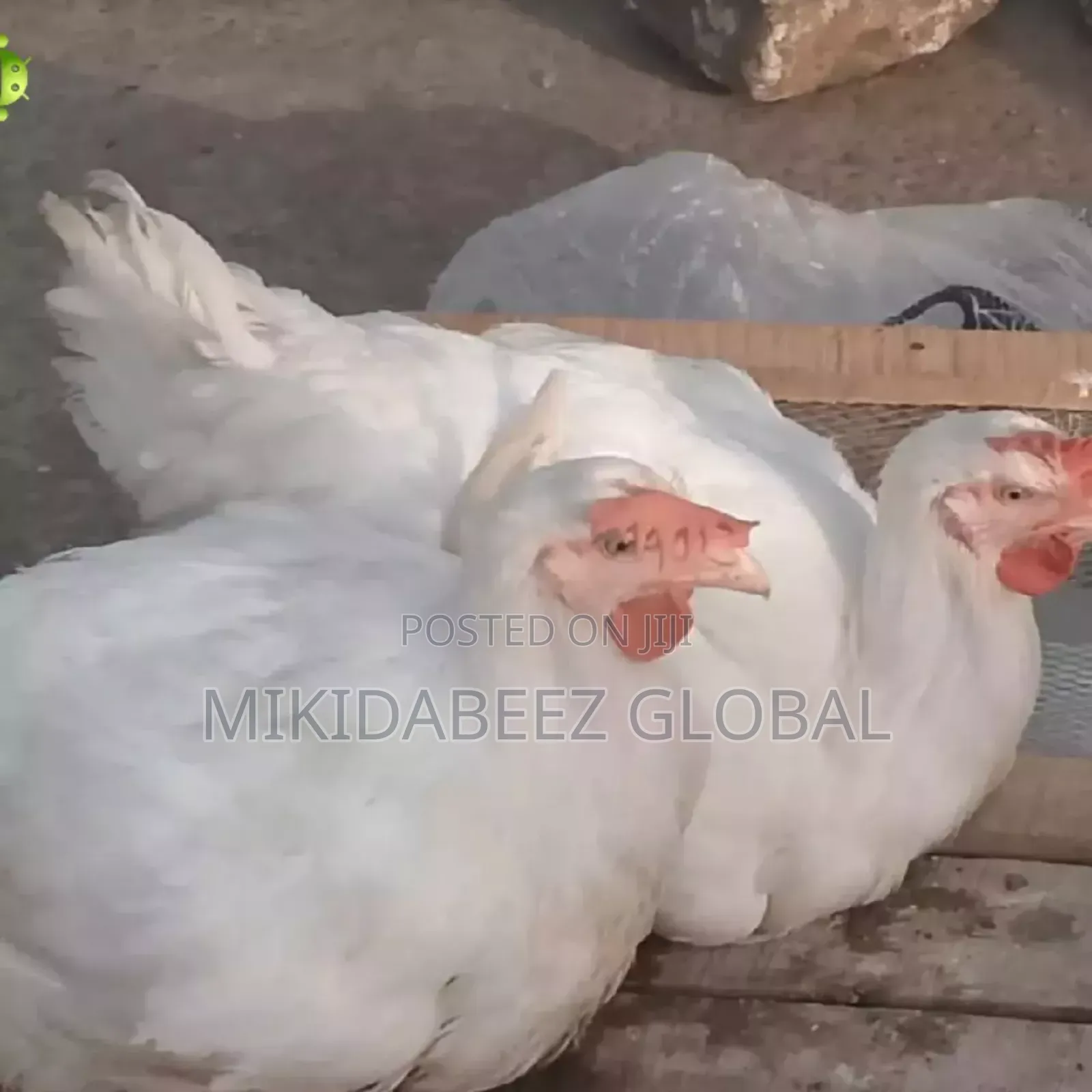 Mature Broilers For Sale