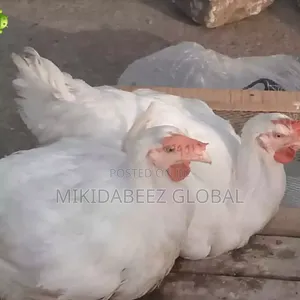 Mature Broilers For Sale