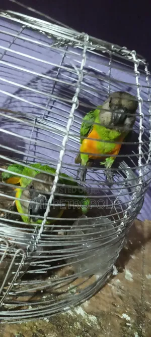 Senegalese Parrots