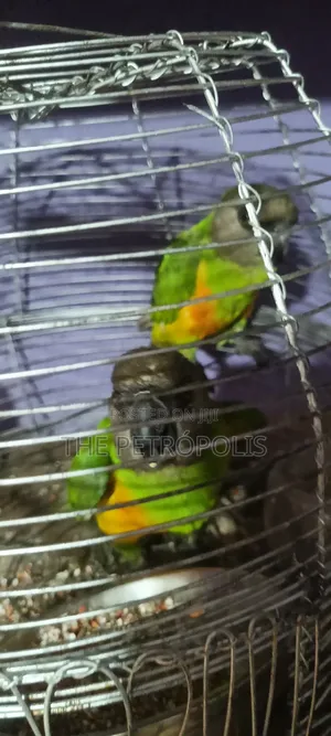 Senegalese Parrots