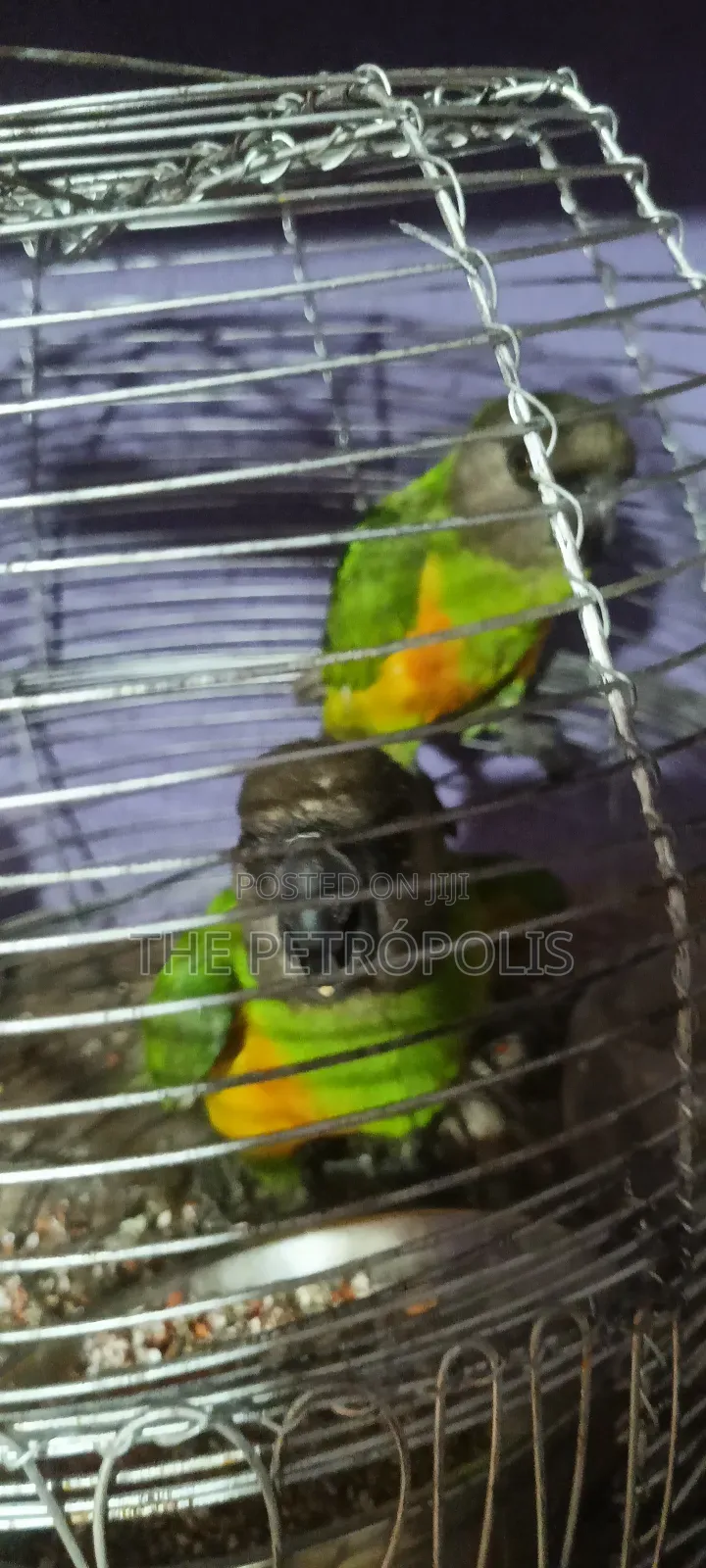 Senegalese Parrots