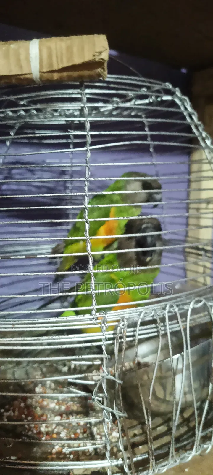 Senegalese Parrots