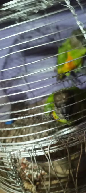 Senegalese Parrots