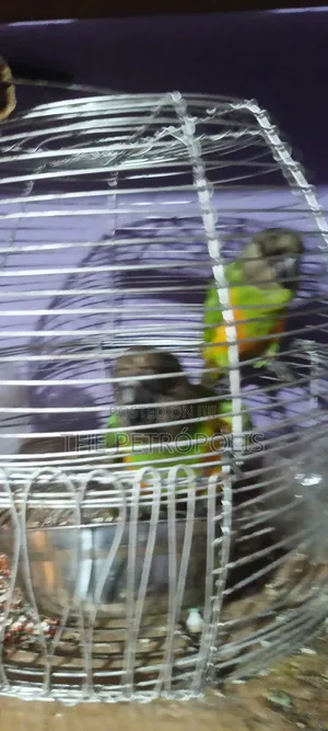 Senegalese Parrots