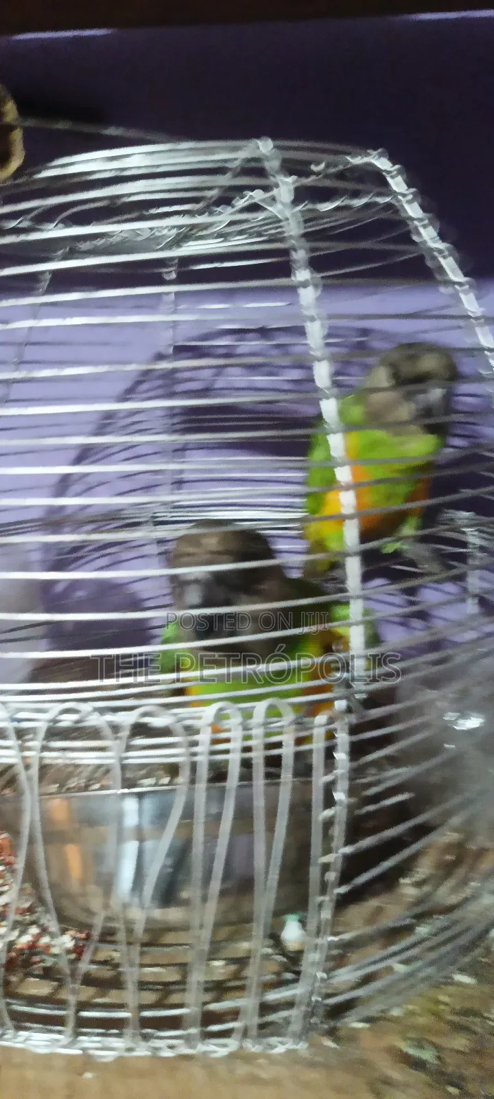 Senegalese Parrots
