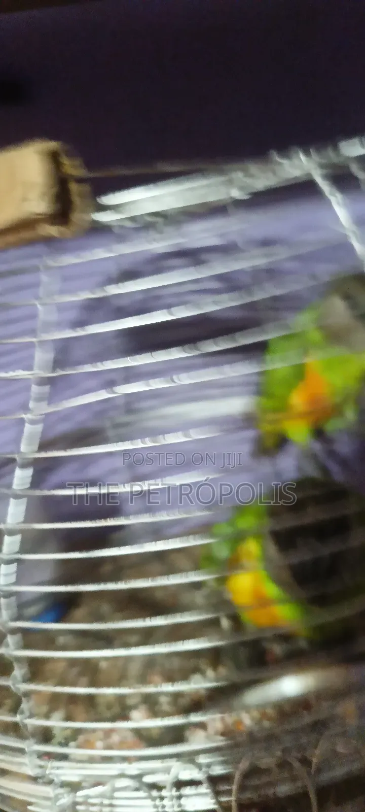 Senegalese Parrots