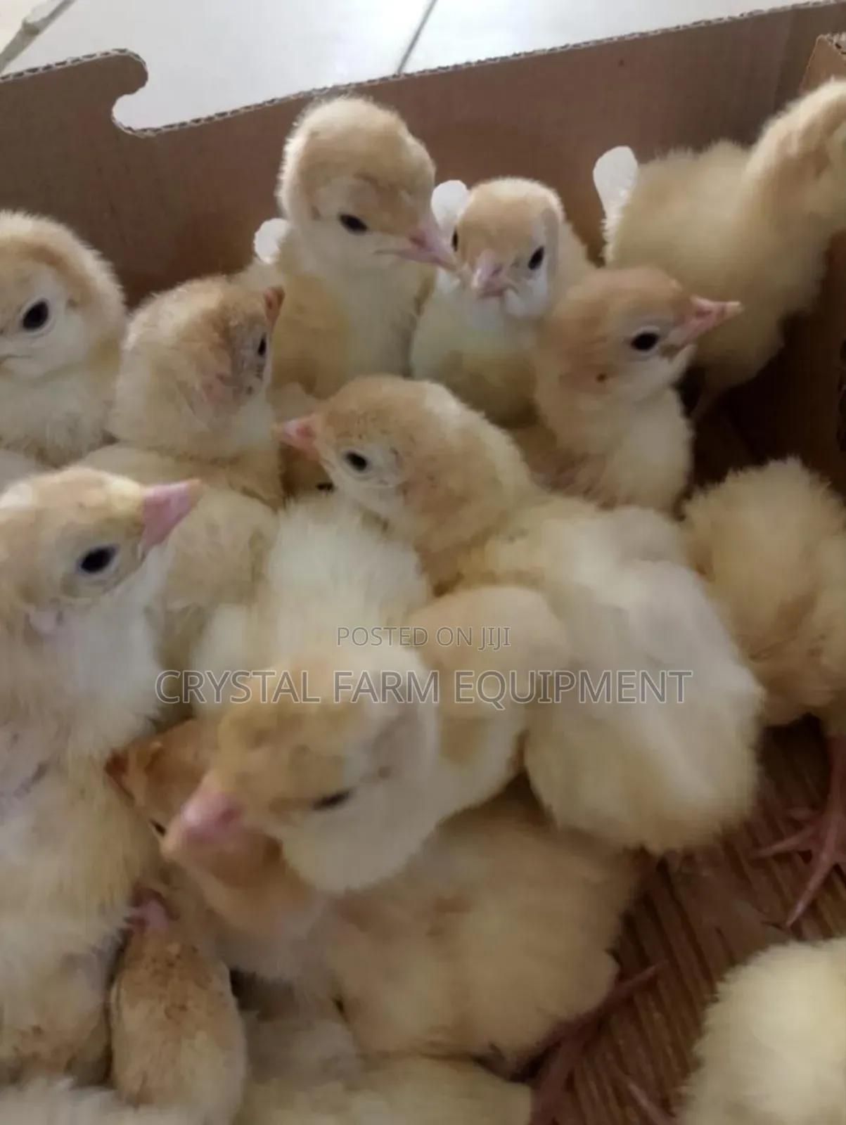 Day Old Chicks