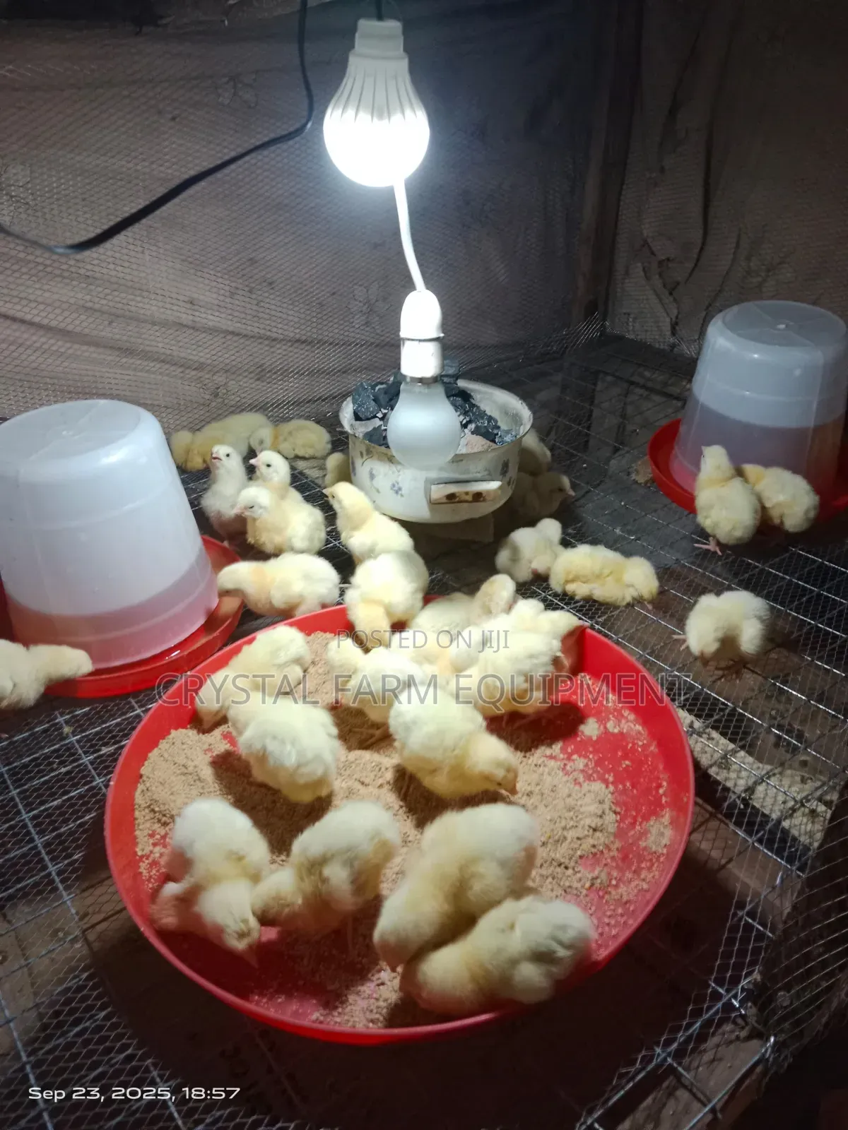 Day Old Chicks