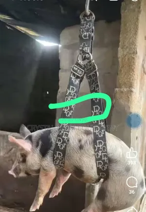 Day Old Chicks