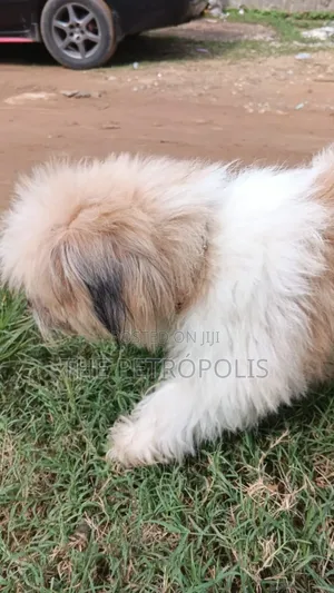 1+ year Male Purebred Lhasa Apso