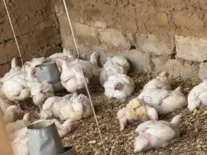 Christmas Chicken, Heavy and Ready