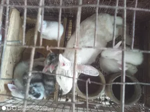 Weaner and Grower Rabbits