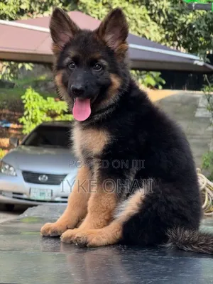 1-3 months Female Purebred German Shepherd